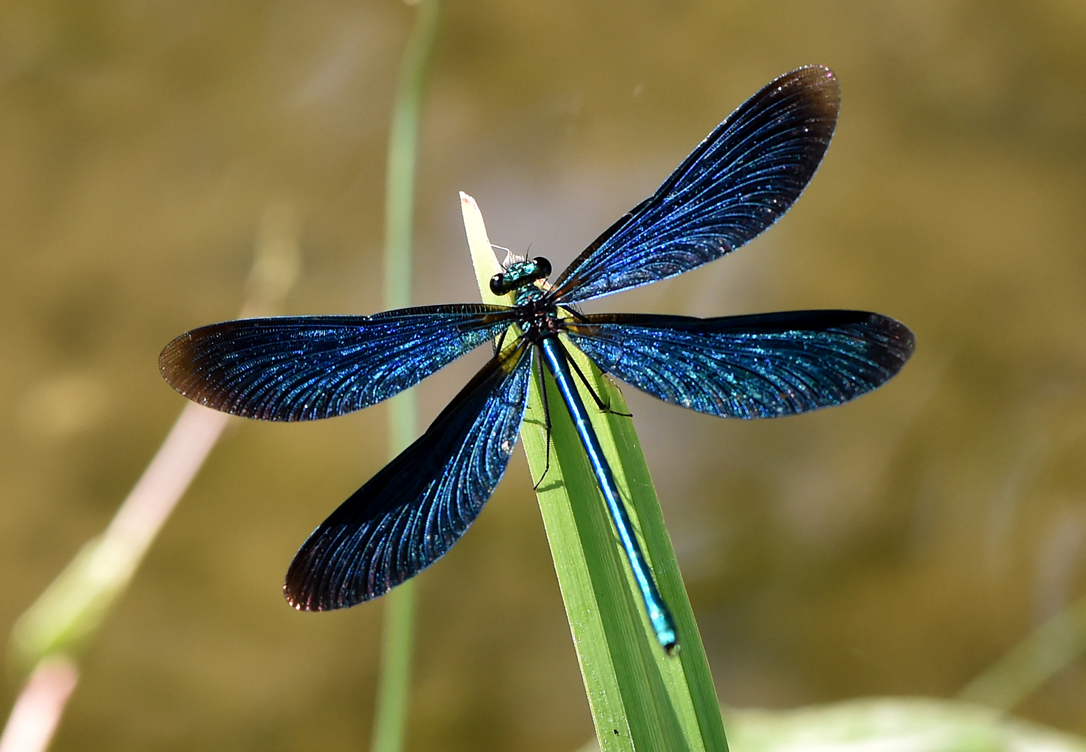Blauer Gigolo entblöst Foto & Bild makro, natur, libelle Bilder auf
