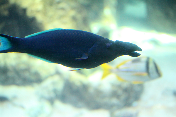 Blauer (grüner) Vogel-Lippfisch