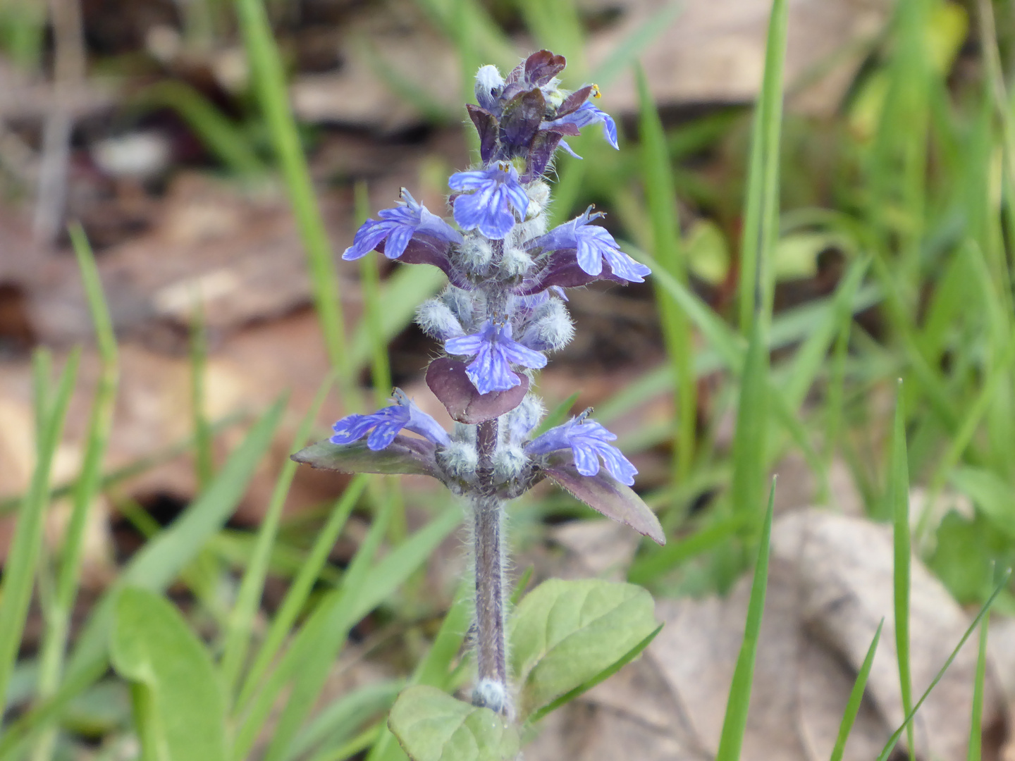 blauer Günzel