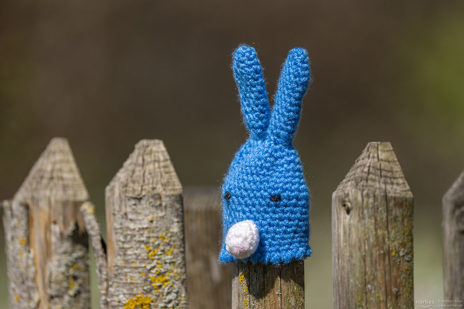 Blauer Hase