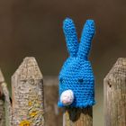 Blauer Hase