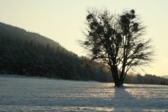 Blauer Haufen