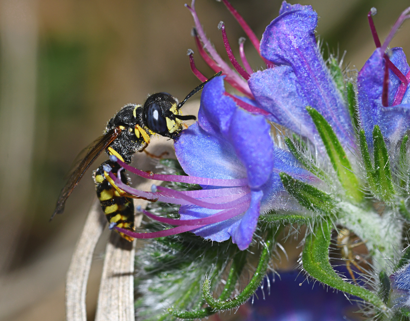 "Blauer Heinrich" mit filigraner Besucherin.