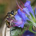 "Blauer Heinrich" mit filigraner Besucherin.