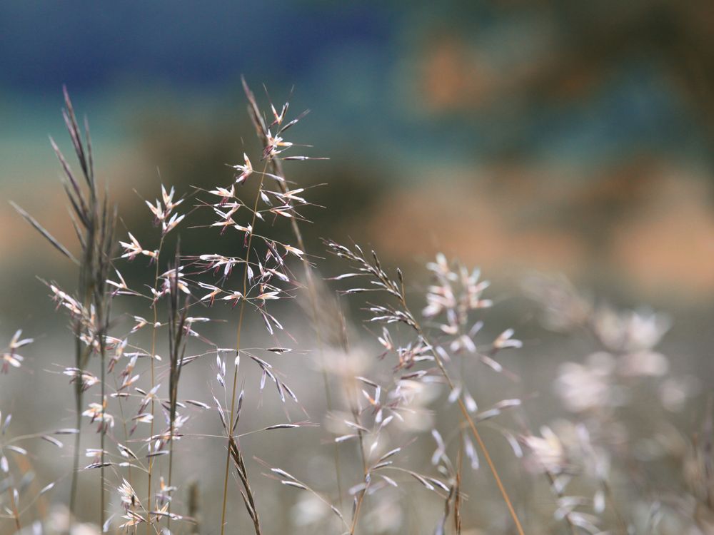 blauer Herbst