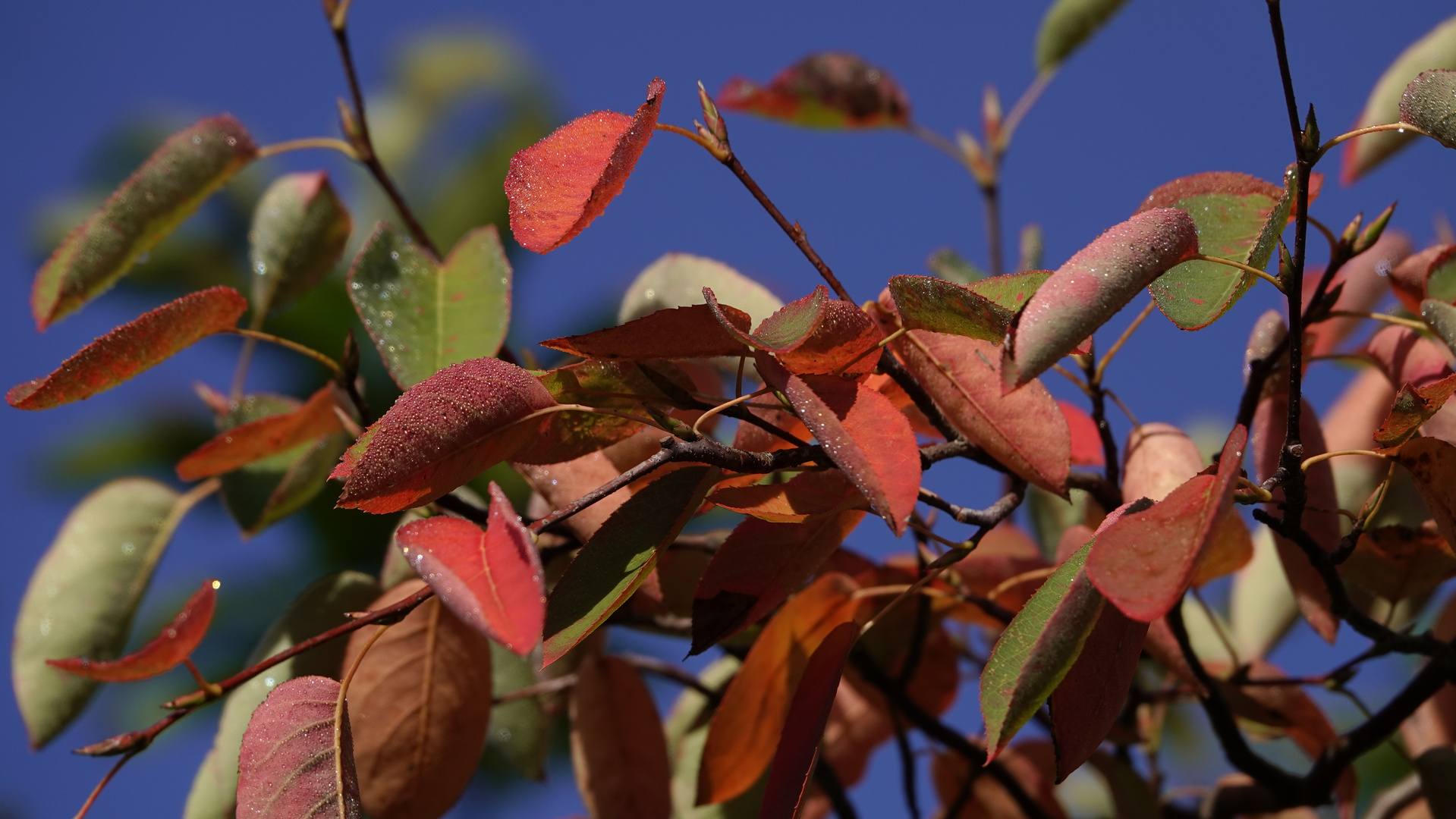 Blauer Herbsttag