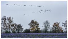 Blauer Herbsttag