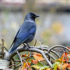 blauer Herbstvogel ....