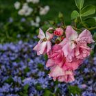 Blauer HG vor der Rosenblüte