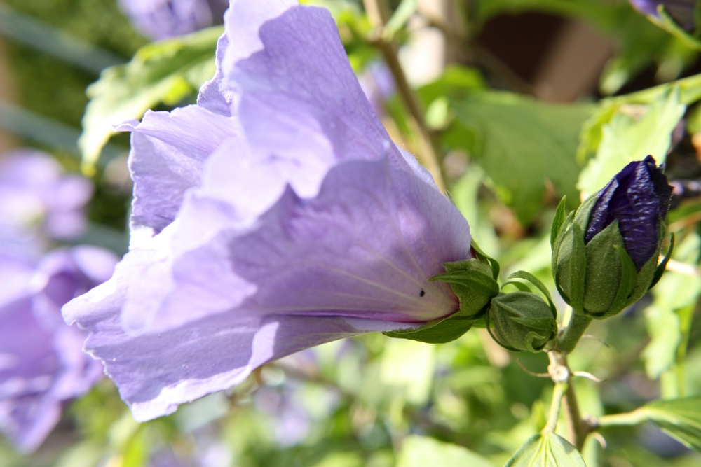 Blauer Hibiskus