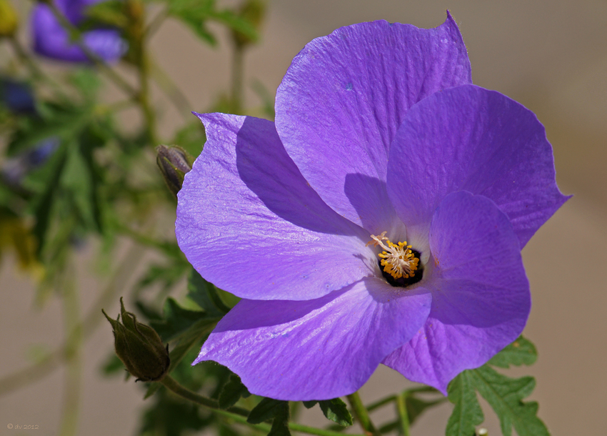 Blauer Hibiskus