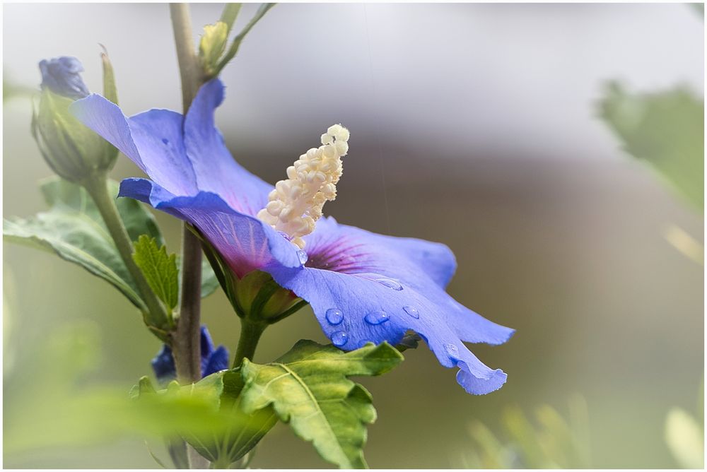 Blauer Hibiskus