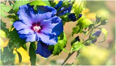 Blauer Hibiskus