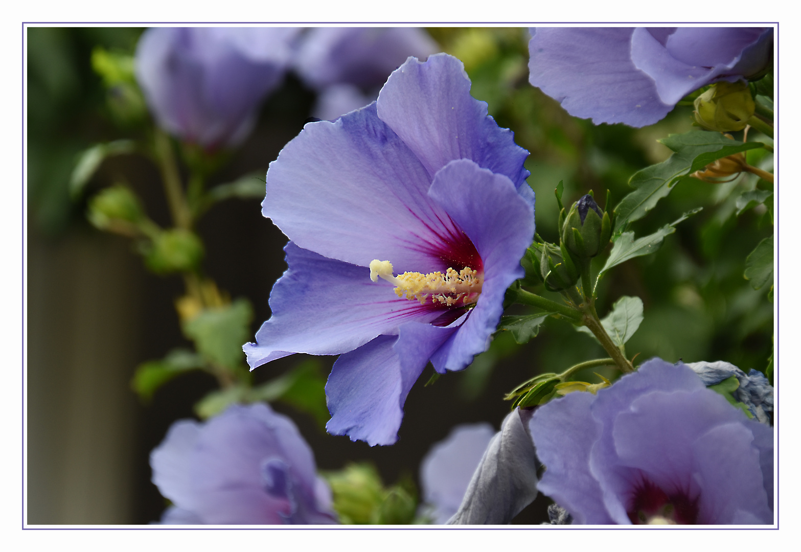 blauer Hibiskus