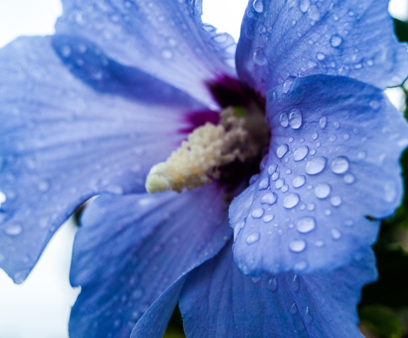 blauer Hibiskus