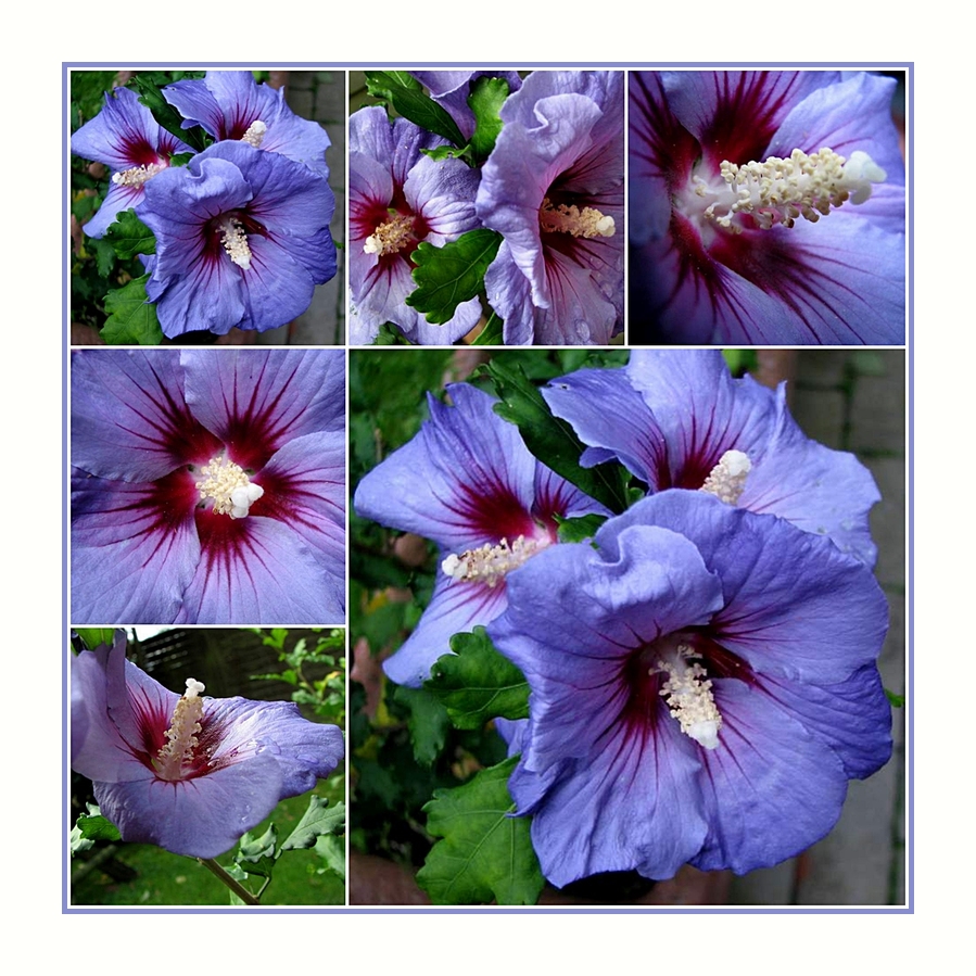 blauer Hibiskus