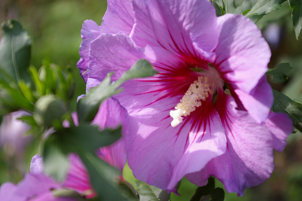 Blauer Hibiskus ?