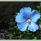 Blauer Hibiskus im ersten Morgenlicht / l'ibisco celeste alla luce di buon mattino