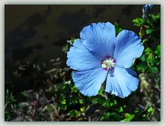 Blauer Hibiskus im ersten Morgenlicht / l'ibisco celeste alla luce di buon mattino