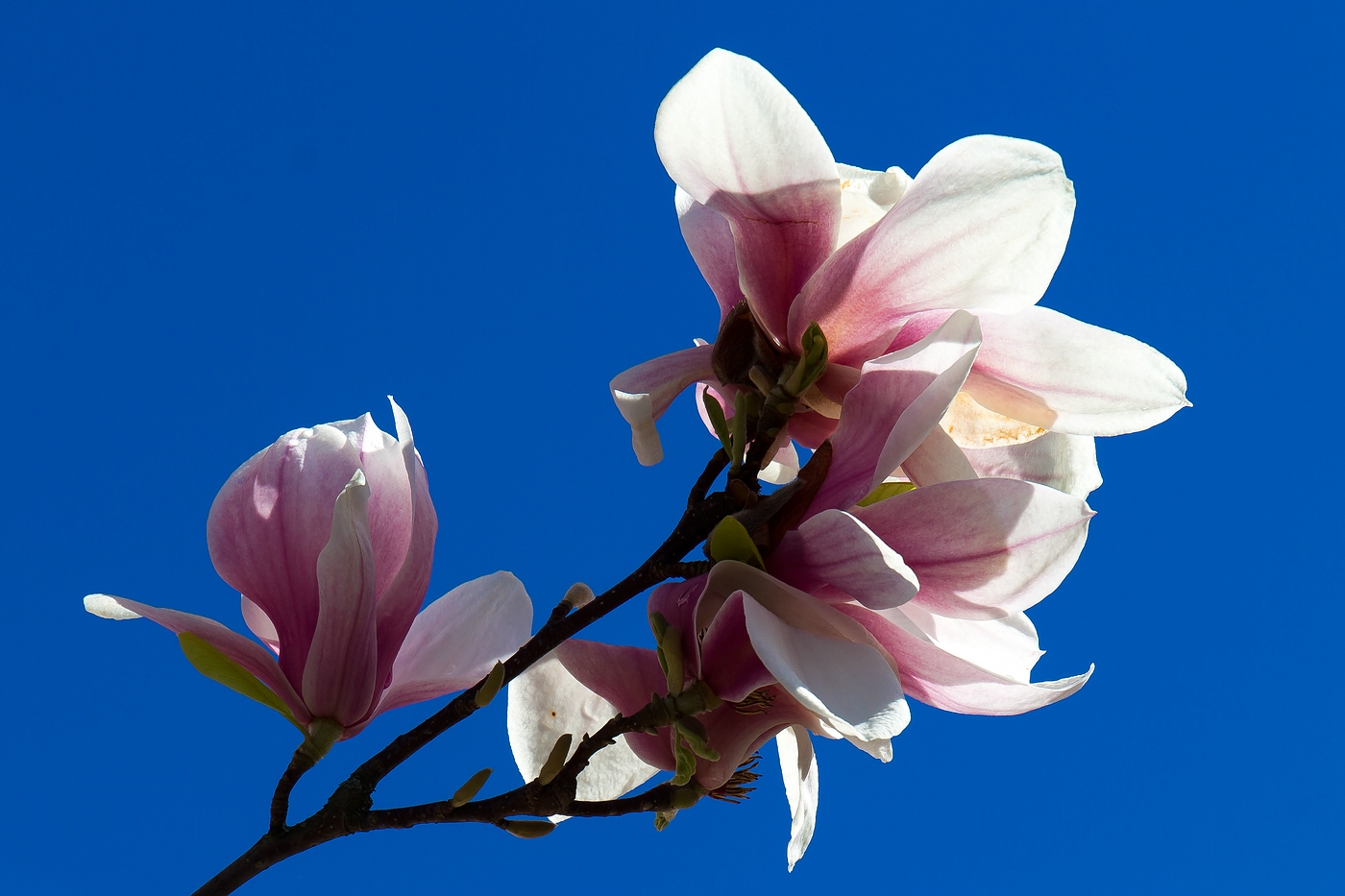 Blauer Himmel 