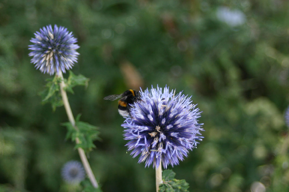 blauer Himmel, blaue Blumen , blaue Väter - so sieht es heut aus oder?