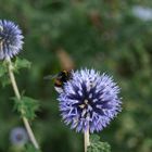 blauer Himmel, blaue Blumen , blaue Väter - so sieht es heut aus oder?