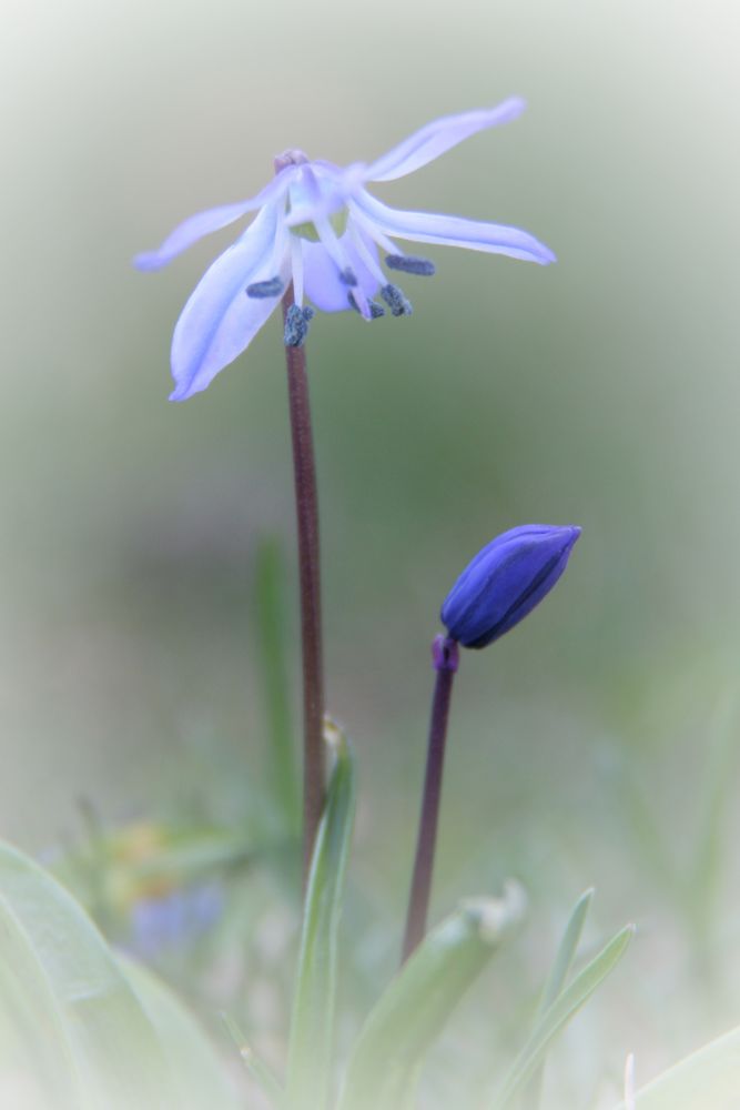 Blauer Himmel - blaue Blumen - endlich Frühling! von Manja Lange 