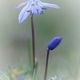 Blauer Himmel - blaue Blumen - endlich Frhling!