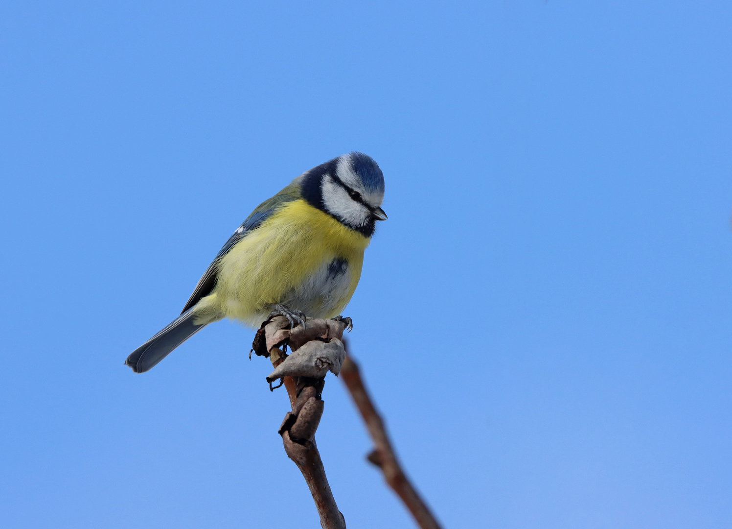 Blauer Himmel, blaue Meise