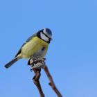 Blauer Himmel, blaue Meise