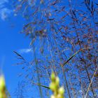 blauer Himmel .... das wäre mal schön