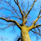 blauer Himmel, ein Baum und keine Blätter