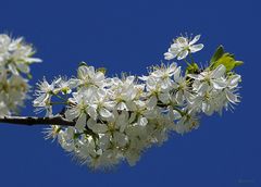 Blauer Himmel