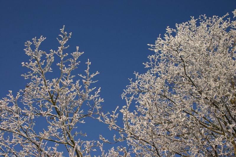 Blauer Himmel, gefrorene Bäume und der Polfilter