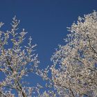 Blauer Himmel, gefrorene Bäume und der Polfilter