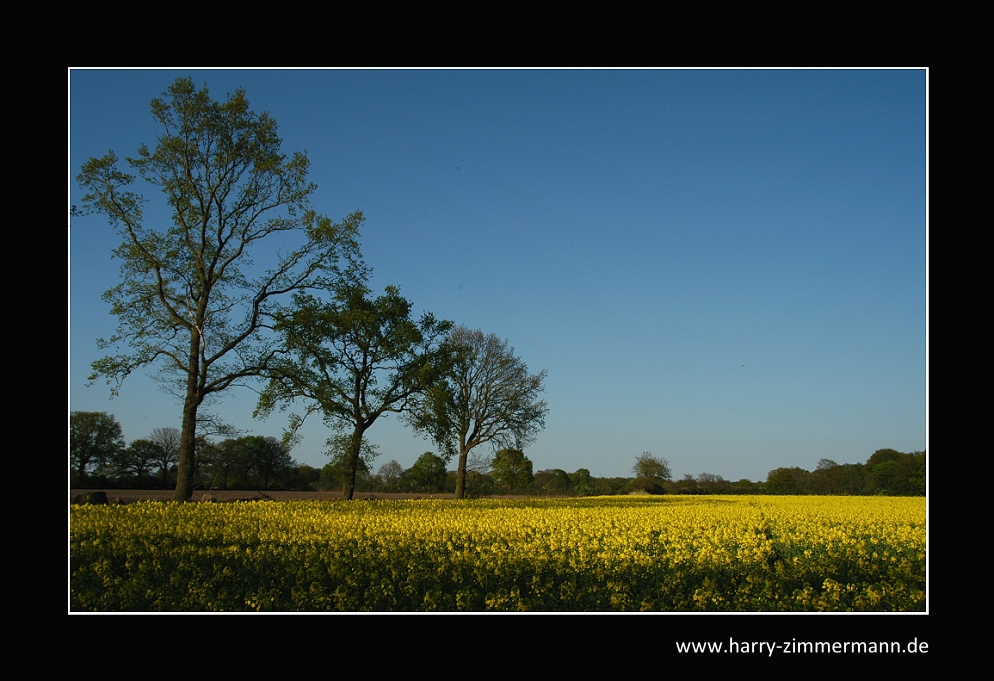 Blauer Himmel, gelber Raps