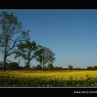 Blauer Himmel, gelber Raps