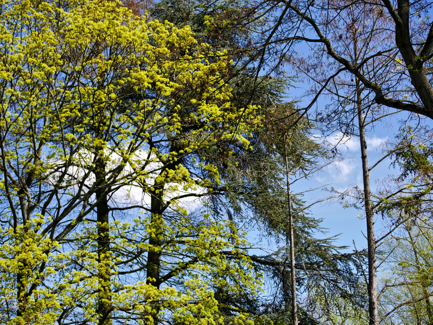 Blauer Himmel, grüne Bäume