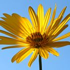 blauer Himmel hinter Topinambur Blüte