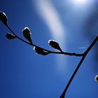 Blauer Himmel im Frühling