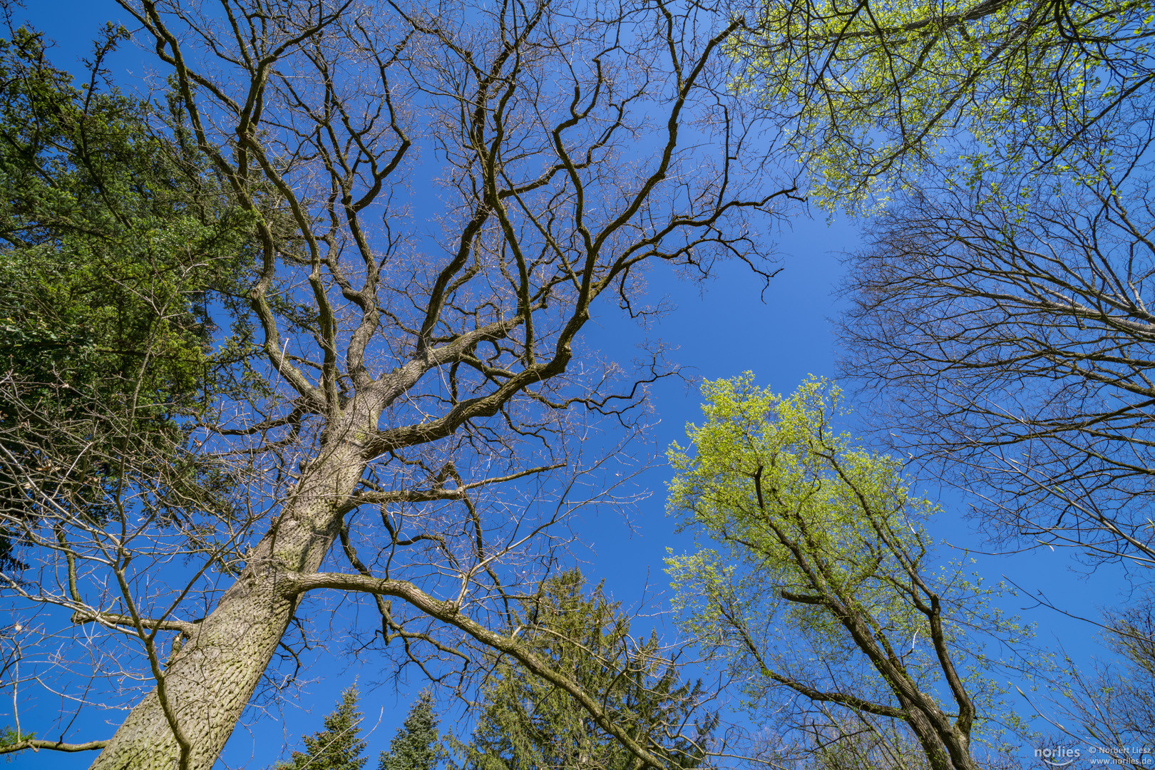 Blauer Himmel im Garten