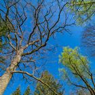 Blauer Himmel im Garten