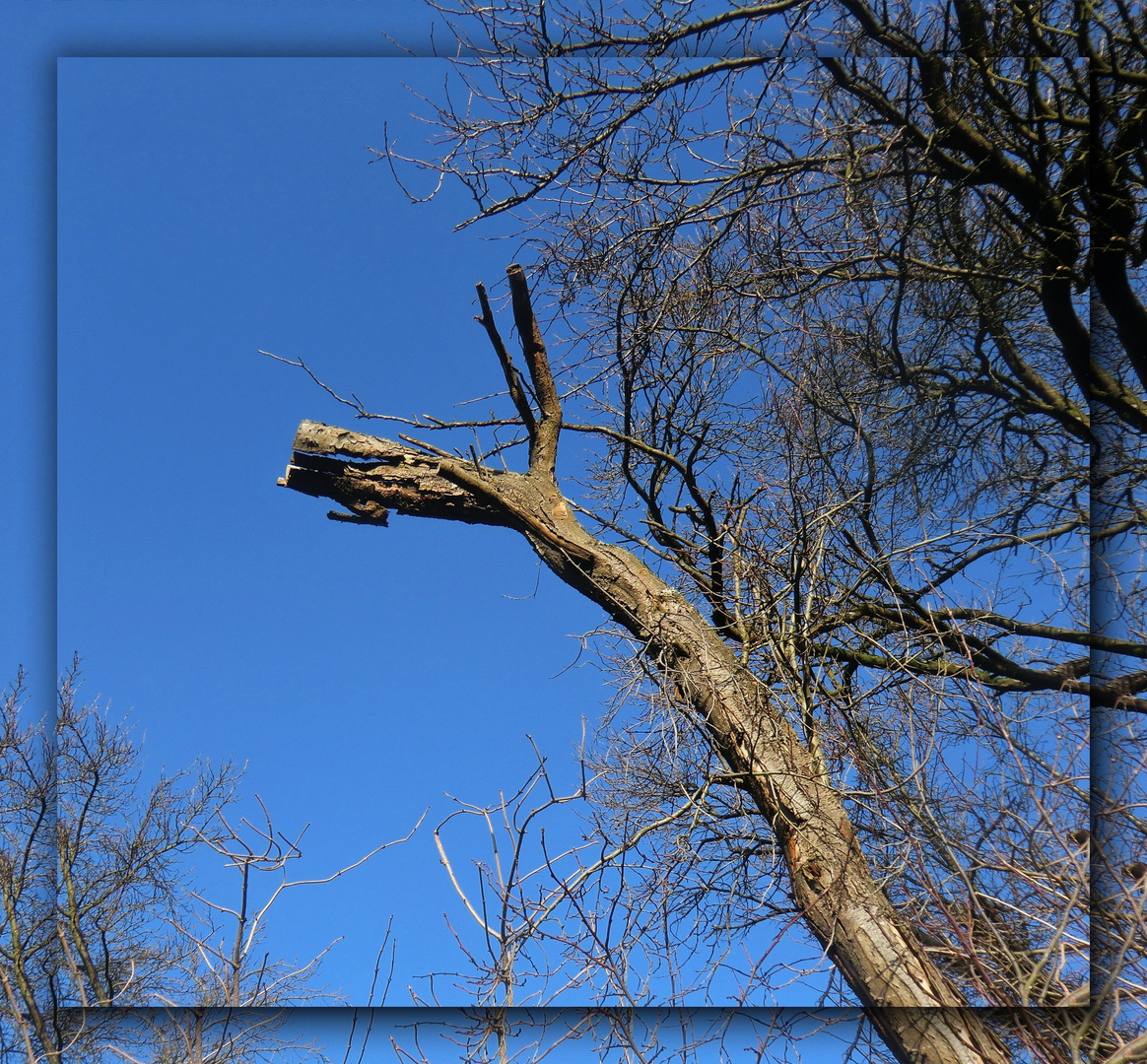 Blauer Himmel im Januar