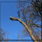 Blauer Himmel im Januar