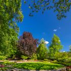 Blauer Himmel im Japangarten