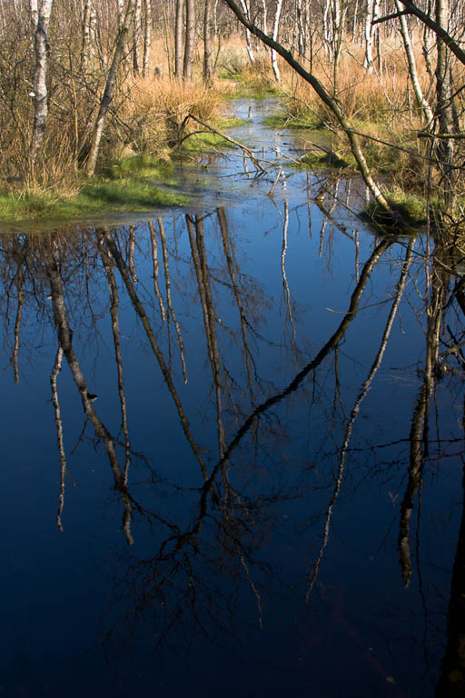 blauer Himmel im Moor