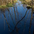 blauer Himmel im Moor