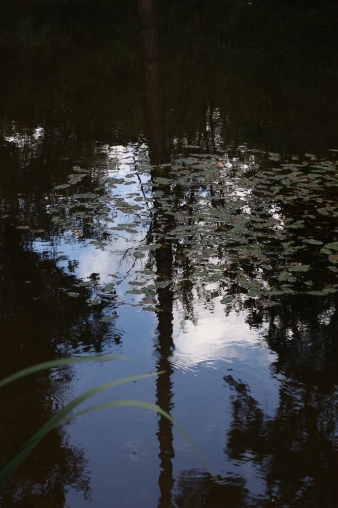 blauer Himmel im Waldteich 