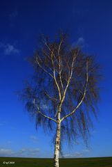 Blauer Himmel mit Birke