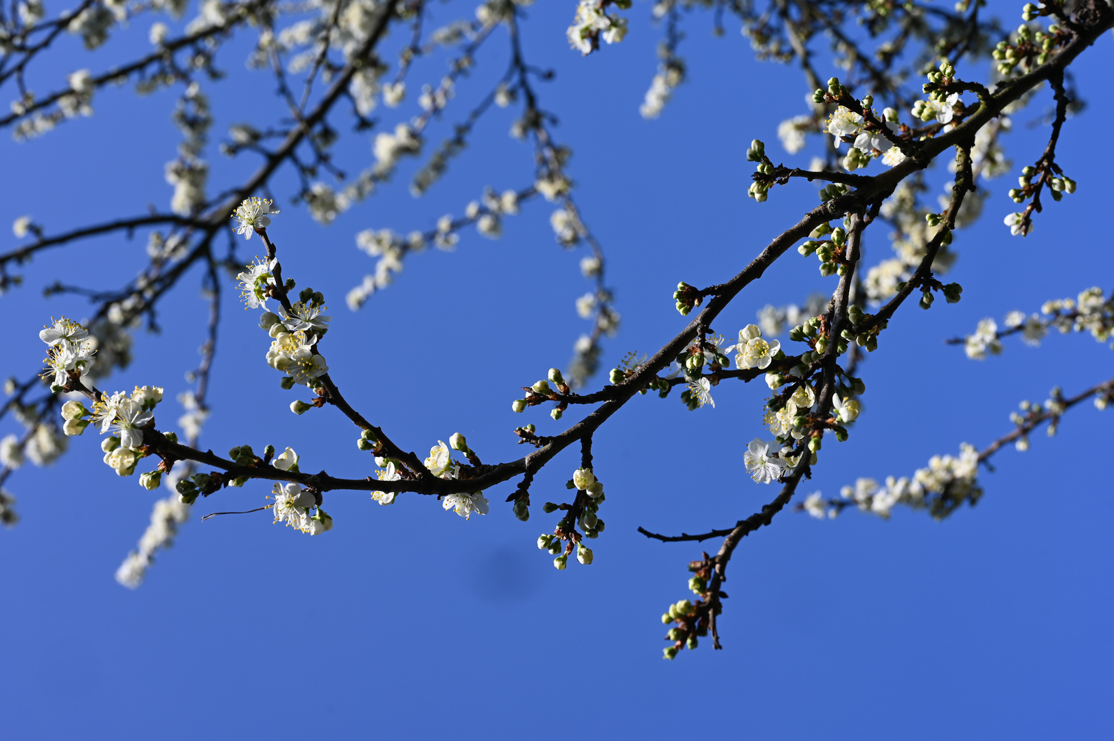 Blauer Himmel mit Blüten